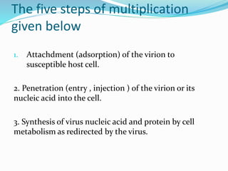 The five steps of multiplication
given below
1. Attachdment (adsorption) of the virion to
susceptible host cell.
2. Penetration (entry , injection ) of the virion or its
nucleic acid into the cell.
3. Synthesis of virus nucleic acid and protein by cell
metabolism as redirected by the virus.
 