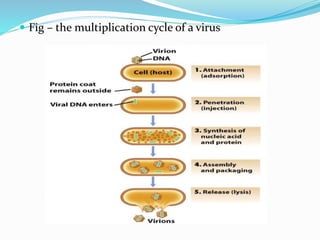  Fig – the multiplication cycle of a virus
 