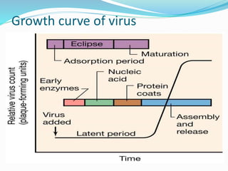 Growth curve of virus
 