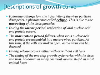 Descriptions of growth curve
 Following adsorption, the infectivity of the virus particles
disappears, a phenomenon called eclipse. This is due to the
uncoating of the virus particles.
 During the latent period, replication of viral nucleic acid
and protein occurs.
 The maturation period follows, when virus nucleic acid
and protein are assembled into mature virus particles. At
this time, if the cells are broken open, active virus can be
detected.
 Finally, release occurs, either with or without cell lysis.
 The timing of the one-step growth cycle varies with the virus
and host. 20-60min in many bacterial viruses. 8-40h in most
animal hosts
 