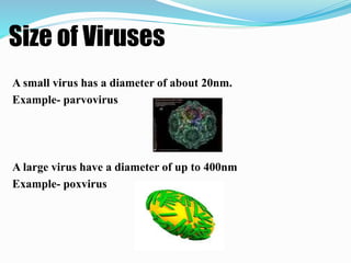 Size of Viruses
A small virus has a diameter of about 20nm.
Example- parvovirus
A large virus have a diameter of up to 400nm
Example- poxvirus
 