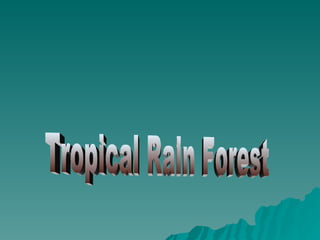Tropical Rain Forest 
