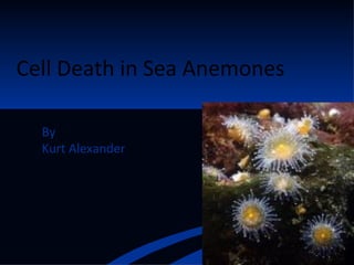 Cell Death in Sea Anemones By  Kurt Alexander 