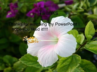 Thanks Thanks for watching my PowerPoint I hope you liked it!!!! 