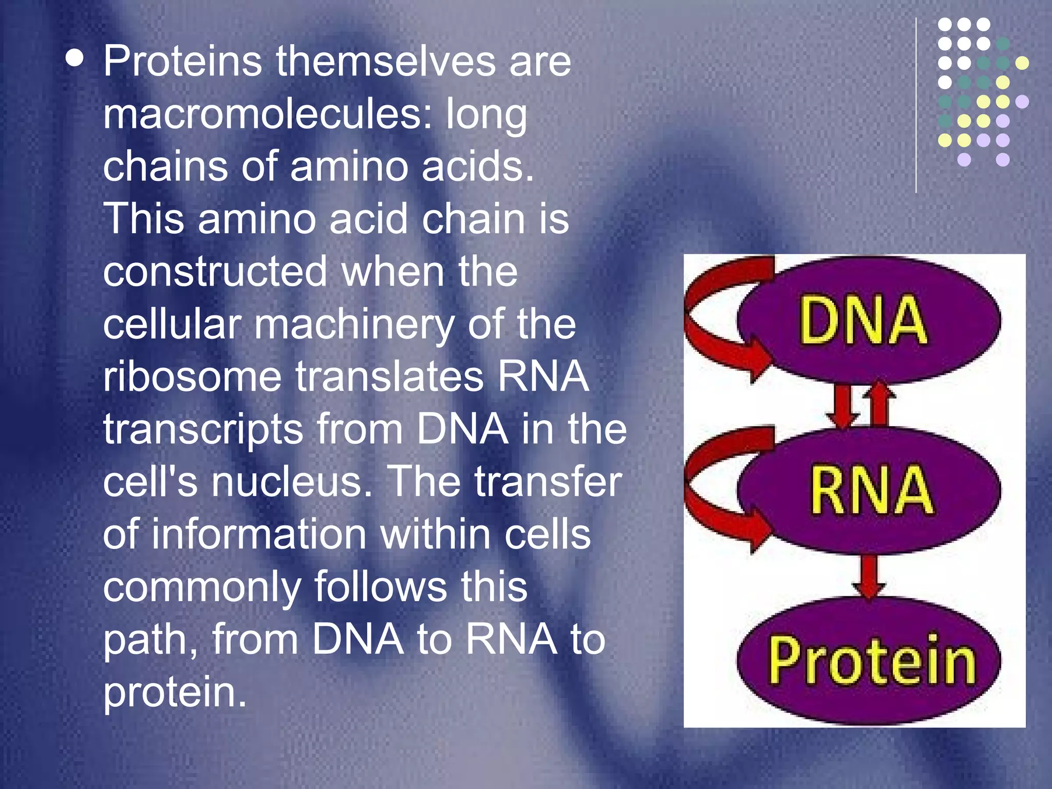 Proteins themselves are macromolecules: long chains of amino acids. This amino acid chain is constructed when the cellular machinery of the ribosome translates RNA transcripts from DNA in the cell's nucleus. The transfer of information within cells commonly follows this path, from DNA to RNA to protein. 
