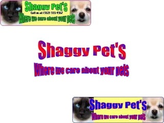 Shaggy Pet's 