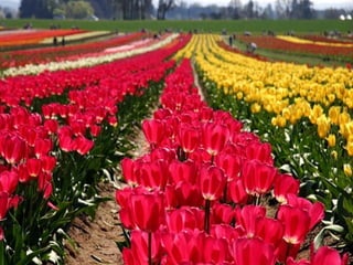 Amazing Tulip Farms