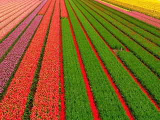 Amazing Tulip Farms