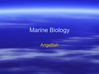Marine Biology

   Angelfish
 