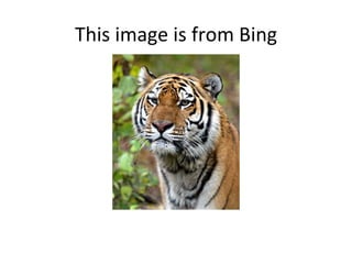 This image is from Bing
 