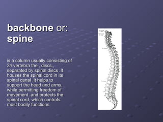 animalskingdom | PPT | Reptiles | Pets