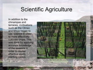 Scientific Agriculture In addition to the chinampas and terraces, civilisations such as the Olmec and Maya began to use science in order to more effectively cultivate crops. This was done by applying accurate knowledge of the seasons in order to devise effective yearly planting cycles. http://www.cse.unsw.edu.au/~rkwok/photos/2003_Mexico/Teotihuacan_mooon_pyramid01.jpg http://farm3.static.flickr.com/2321/2489191297_826bd78015.jpg 