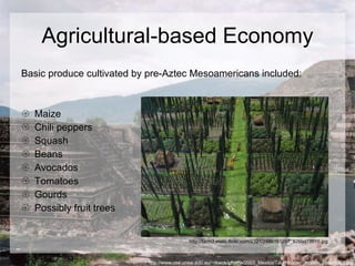 Agricultural-based Economy Basic produce cultivated by pre-Aztec Mesoamericans included: Maize Chili peppers Squash Beans Avocados Tomatoes Gourds Possibly fruit trees  http://www.cse.unsw.edu.au/~rkwok/photos/2003_Mexico/Teotihuacan_mooon_pyramid01.jpg http://farm3.static.flickr.com/2321/2489191297_826bd78015.jpg 