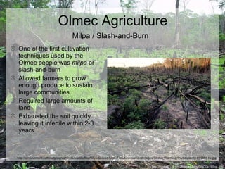 Olmec Agriculture One of the first cultivation techniques used by the Olmec people was  milpa  or slash-and-burn Allowed farmers to grow enough produce to sustain large communities Required large amounts of land Exhausted the soil quickly leaving it infertile within 2-3 years http://biology.uta.edu/herpetology/DSC04190op.JPG http://environment.nationalgeographic.com/staticfiles/NGS/Shared/StaticFiles/Environment/Images/Global_Warming/maniocplants-671395-lw.jpg Milpa / Slash-and-Burn 