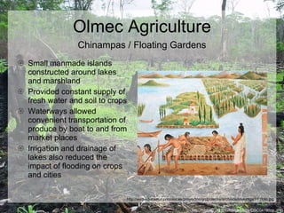 Olmec Agriculture Small manmade islands constructed around lakes and marshland Provided constant supply of fresh water and soil to crops Waterways allowed convenient transportation of produce by boat to and from market places Irrigation and drainage of lakes also reduced the impact of flooding on crops and cities http://biology.uta.edu/herpetology/DSC04190op.JPG Chinampas / Floating Gardens http://web.educastur.princast.es/proyectos/grupotecne/archivos/investiga/111foto.jpg 