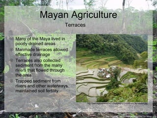 Mayan Agriculture Many of the Maya lived in poorly drained areas Manmade terraces allowed effective drainage Terraces also collected sediment from the many rivers that flowed through the area Trapped sediment from rivers and other waterways maintained soil fertility http://biology.uta.edu/herpetology/DSC04190op.JPG Terraces http://perceptivetravel.com/images0107/northam_terraces4.jpg 