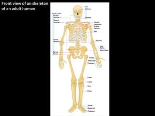 Front view of an skeletonof an adult human