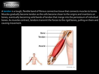 TendonsA tendon is a tough, flexible band of fibrous connective tissue that connects muscles to bones.Muscles gradually become tendon as the cells become closer to the origins and insertions on bones, eventually becoming solid bands of tendon that merge into the periosteum of individual bones. As muscles contract, tendons transmit the forces to the rigid bones, pulling on them and causing movement. 