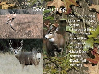 Deer Hunting You can hunt a deer with a bow or gun. There are three types of deer here in the Northwest. Whitetail (top) Mule Deer (bottom) Black Tail (middle) 