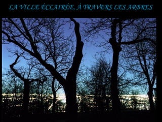 LA VILLE ÉCLAIRÉE, À TRAVERS LES ARBRES
 