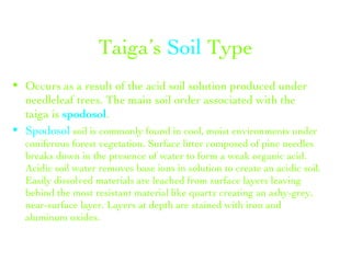 Taiga’s  Soil  Type Occurs as a result of the acid soil solution produced under needleleaf trees. The main soil order associated with the taiga is  spodosol . Spodosol  soil is commonly found in cool, moist environments under coniferous forest vegetation. Surface litter composed of pine needles breaks down in the presence of water to form a weak organic acid. Acidic soil water removes base ions in solution to create an acidic soil. Easily dissolved materials are leached from surface layers leaving behind the most resistant material like quartz creating an ashy-grey, near-surface layer. Layers at depth are stained with iron and aluminum oxides. 