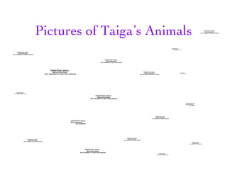 Pictures of Taiga’s Animals 