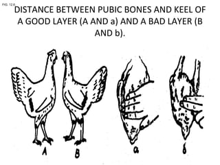 DISTANCE BETWEEN PUBIC BONES AND KEEL OF A GOOD LAYER (A AND a) AND A BAD LAYER (B AND b). FIG. 12.6.  