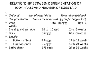 RELATIONSHIP BETWEEN DEPIGMENTATION OF BODY PARTS AND NUMBER OF EGGS LAID   Order of   No. of eggs laid to  Time taken to bleach depigmentation bleach the body part (after first egg is laid) Vent 0 to  10 eggs 0 to  2 weeks Eye ring and ear lobe 10 to  15 eggs 2 to  3 weeks Beak 35 eggs 6 to  8 weeks Shanks: Bottom of feet 68 eggs 12 to 16 weeks Front of shank 96 eggs 16 to 24 weeks Entire shank 175 eggs 24 to 32 weeks 