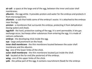 air cell  - a space at the large end of the egg, between the inner and outer shell membranes.  albumin  - the egg white. It provides protein and water for the embryo and protects it from microorganisms.  allantois  - a sack that holds some of the embryo's waste. It is attached to the embryo near the legs.  amnion  - a membrane that surrounds the embryo, protecting it from dehydration (losing water) and shock.  eggshell  - the hard, protective coating of the egg. It is semi-permeable; it lets gas exchange occur, but keeps other substances from entering the egg. It is made of calcium carbonate.  embryo  - the developing chick inside the egg.  eye  - large and prominent on the head.  inner shell membrane  - the thin membrane located between the outer shell membrane and the albumin.  leg  - one of the lower limbs of the chick.  outer shell membrane  - the thin membrane located just inside the shell.  tail  - located at the far end (the posterior) of the embryo.  wing  - one of the upper limbs of the chick.  yolk  - the yellow part of the egg; it contains nourishment (food) for the embryo 