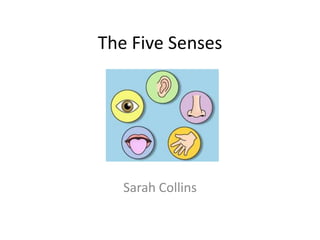 The Five Senses




   Sarah Collins
 