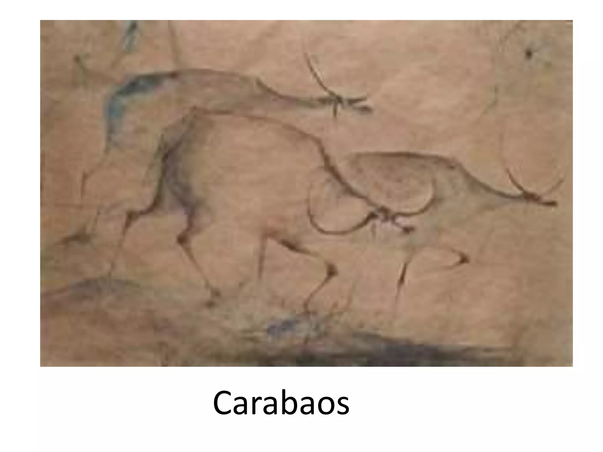 Carabaos