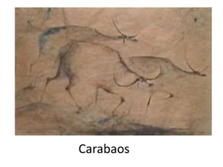 Carabaos
 