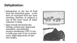Dehydration:
• Dehydration or the loss of fluid
from the interstitial space in the
form of increased fluid loss from
vomiting, diarrhea, or polyuria is
one of the main cause of water
reduction in body.
• Signs include decreased skin
tenting, sunken eyes, depressed
mentation, and tacky/dry
mucous membranes, CRT 2-3 sec
in mild cases and >3 sec in severe
cases, Slight depression of eyes
into sockets.
 