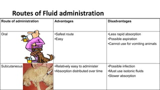 Routes of Fluid administration
Route of administration Advantages Disadvantages
Oral •Safest route
•Easy
•Less rapid absorption
•Possible aspiration
•Cannot use for vomiting animals
Subcutaneous •Relatively easy to administer
•Absorption distributed over time
•Possible infection
•Must use isotonic fluids
•Slower absorption
 