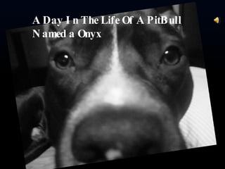 A Day In The Life Of A PitBull Named a Onyx  