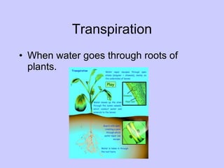 Transpiration When water goes through roots of plants. 