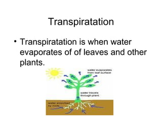 Transpiratation Transpiratation is when water evaporates of of leaves and other plants.   