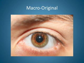 Macro-Original<br />