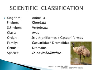 Kingdom:	 	 AnimaliaPhylum: 		 ChordataS.Phylum:	 	 VertebrataClass: 		 AvesOrder:               Struthioniformes / CasuariiformesFamily: 		 Casuariidae/ DromaiidaeGenus: 		 DromaiusSpecies:		 D. novaehollandiaeDEEPA RAJU MENONFACULTY OF LAND AND FOOD SYSTEMSSCIENTIFIC  CLASSIFICATION 