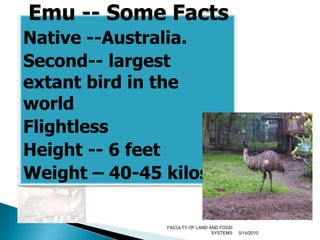 Emu -- Some FactsNative --Australia. Second-- largest extant bird in the worldFlightless Height -- 6 feetWeight – 40-45 kilos5/9/2010FACULTY OF LAND AND FOOD SYSTEMS