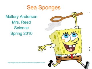Sea Sponges   Mallory Anderson Mrs. Reed Science Spring 2010 http://images.starpulse.com/Photos/Previews/SpongeBob-SquarePants-p74.jpg 