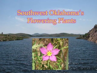 Southwest Oklahoma’s 		Flowering Plants 