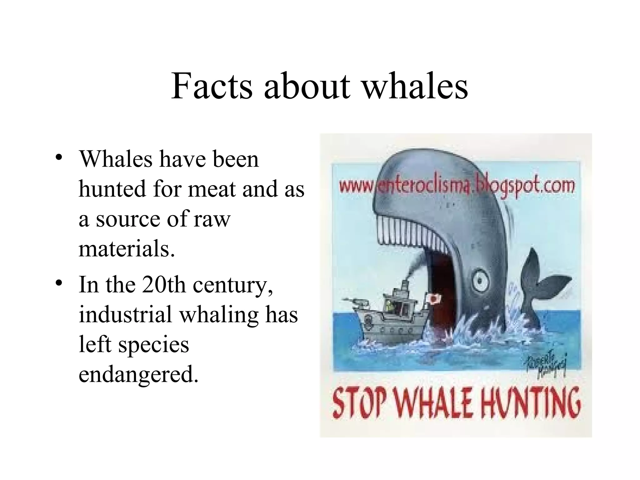 Facts about whales Whales have been hunted for meat and as a source of raw materials.  In the 20th century, industrial whaling has left species endangered. 