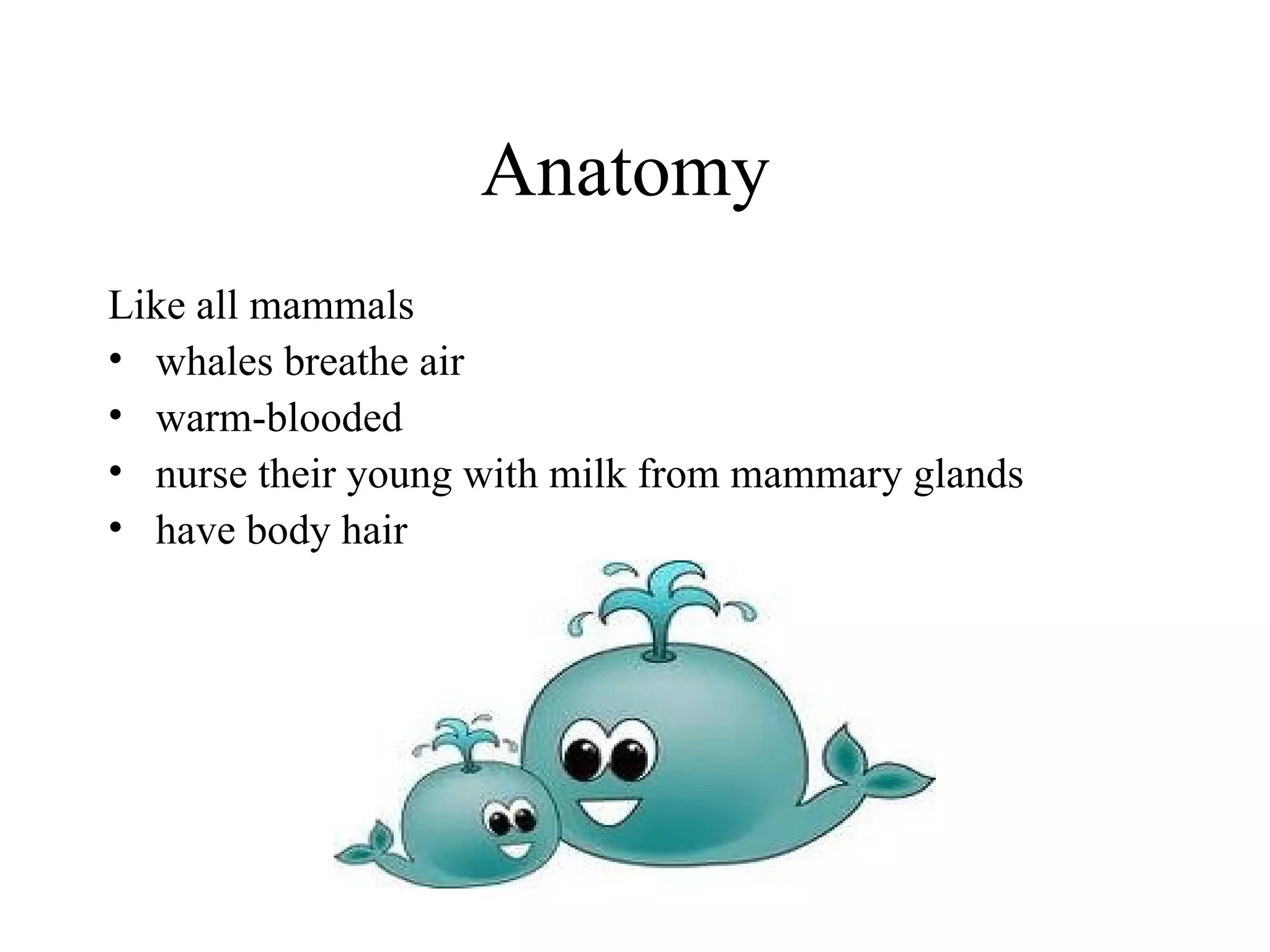 Anatomy  Like all mammals  whales breathe air warm-blooded nurse their young with milk from mammary glands have body hair 