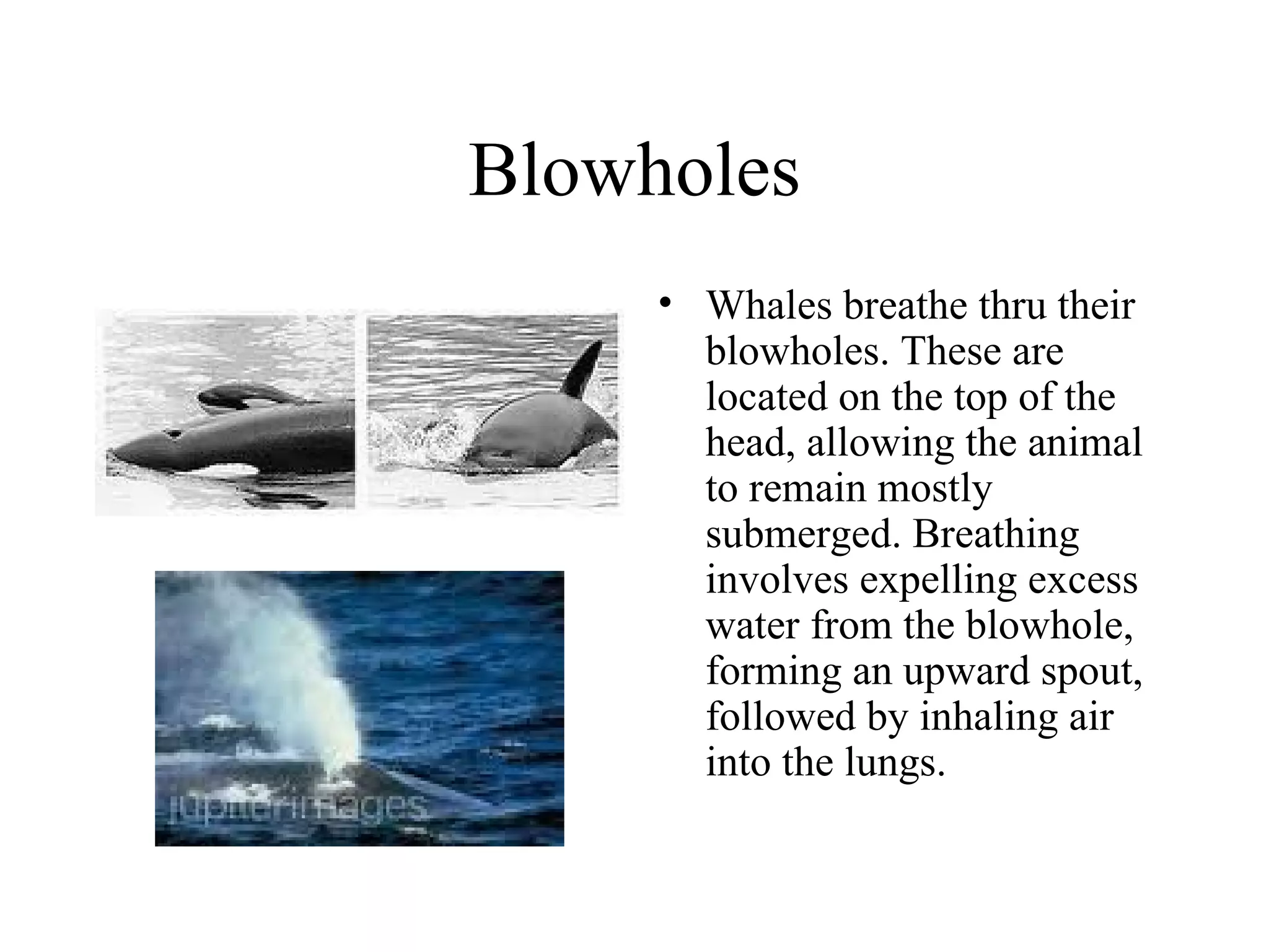 Blowholes Whales breathe thru their blowholes. These are located on the top of the head, allowing the animal to remain mostly submerged. Breathing involves expelling excess water from the blowhole, forming an upward spout, followed by inhaling air into the lungs. 