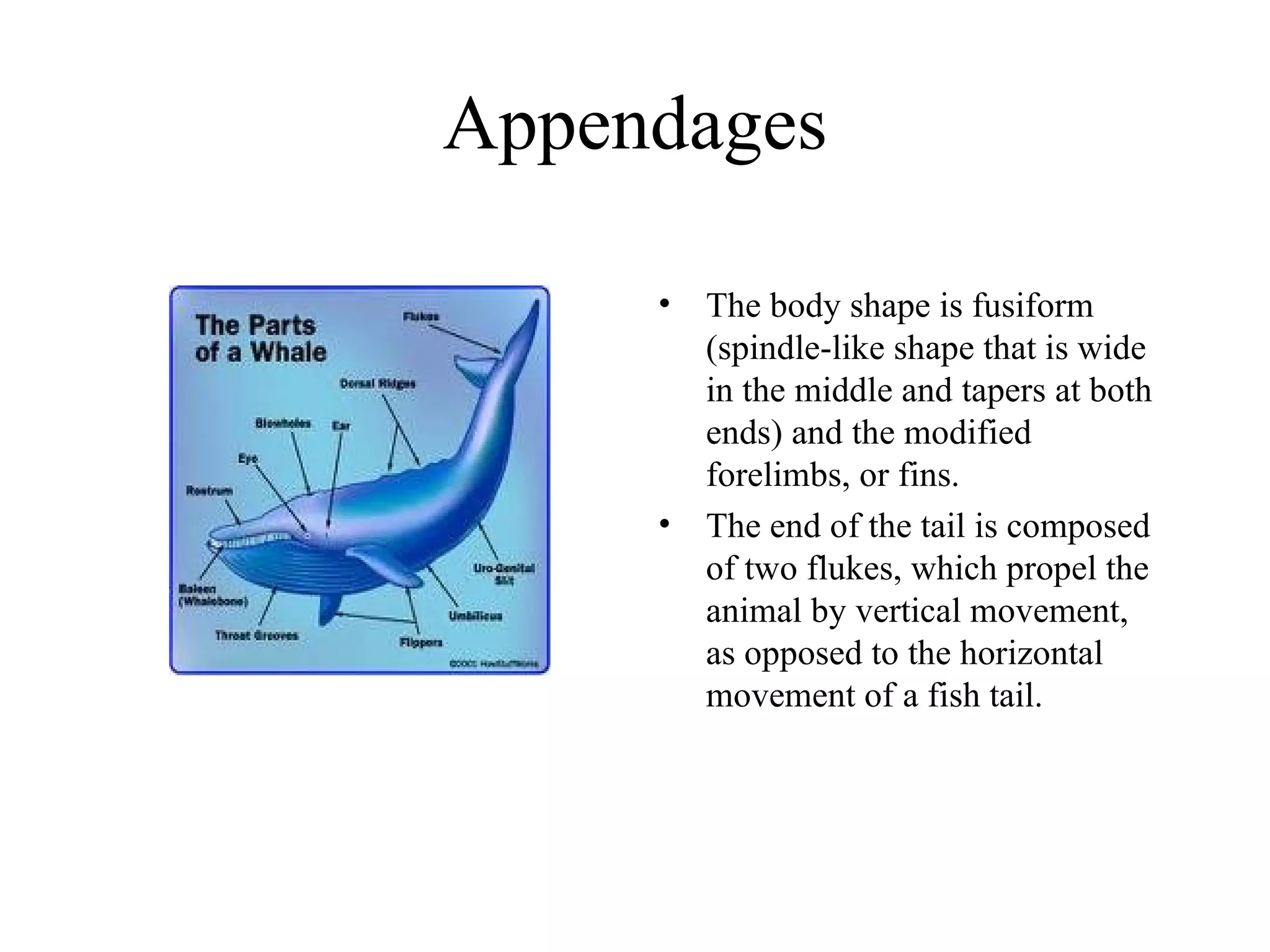 Appendages The body shape is fusiform (spindle-like shape that is wide in the middle and tapers at both ends) and the modified forelimbs, or fins.  The end of the tail is composed of two flukes, which propel the animal by vertical movement, as opposed to the horizontal movement of a fish tail. 