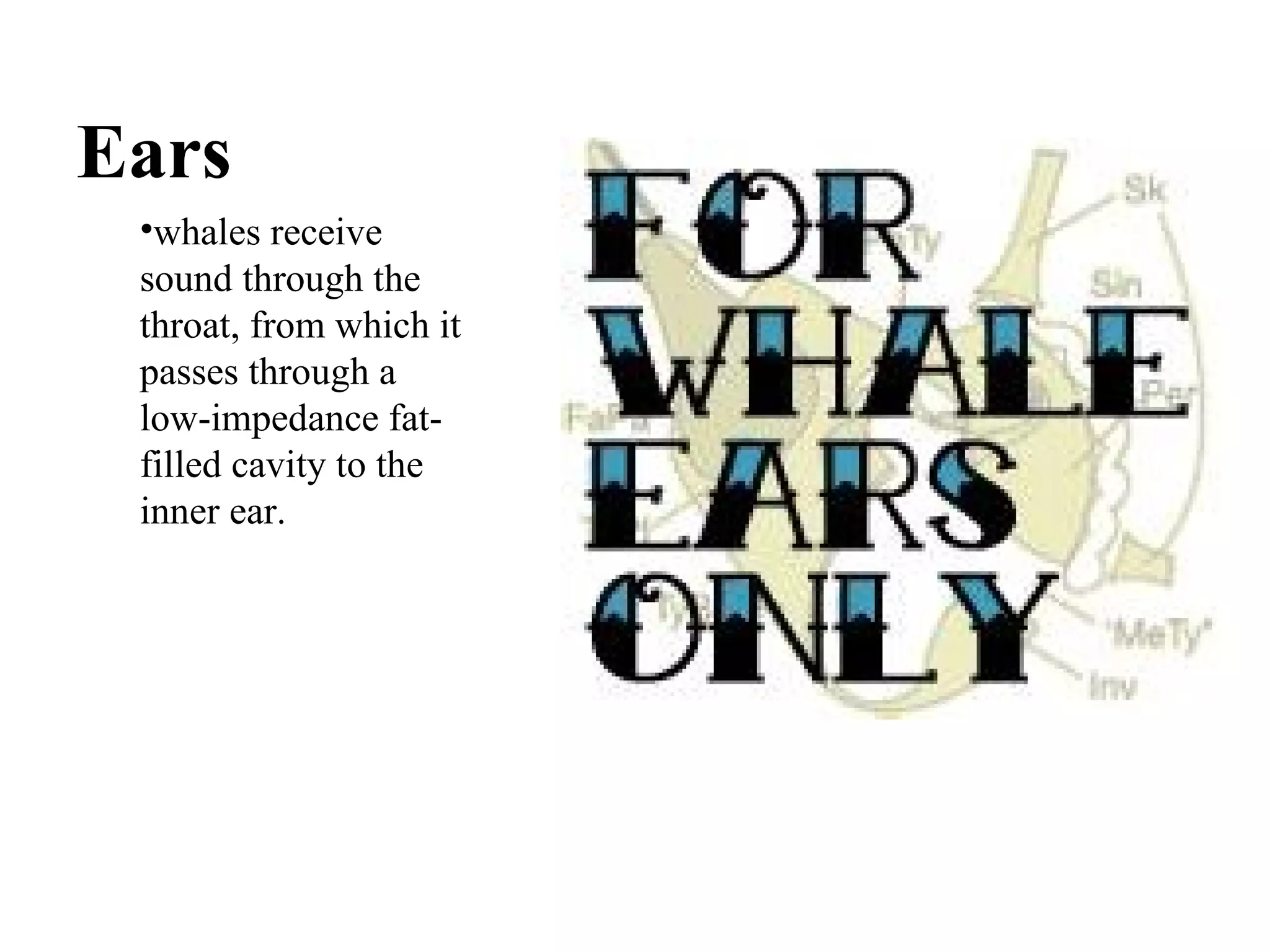 Ears  whales receive sound through the throat, from which it passes through a low-impedance fat-filled cavity to the inner ear. 