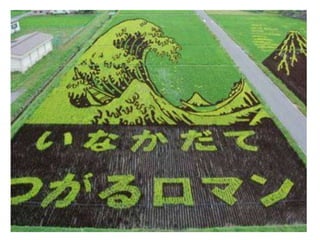 Rice Fields