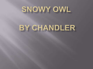 Snowy Owl      BY Chandler 