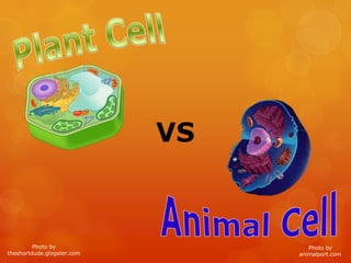 Plant Cell VS AnimalCell Photo by theshortdude.glogster.com Photo by  animalport.com 